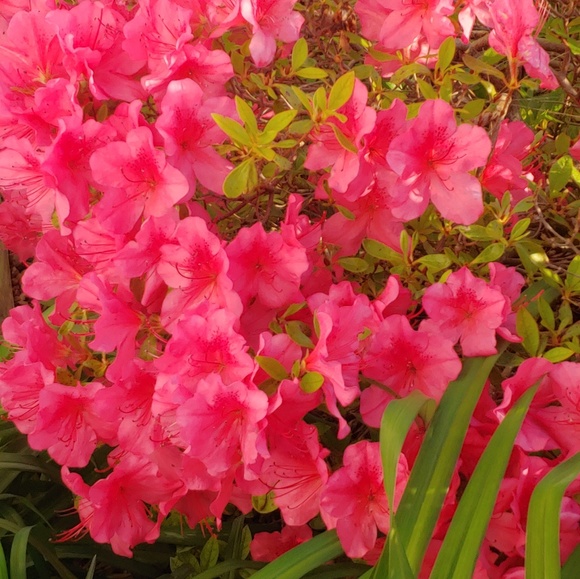 ๐ป๐Michelle๐๐ป - Picture 2 of 8